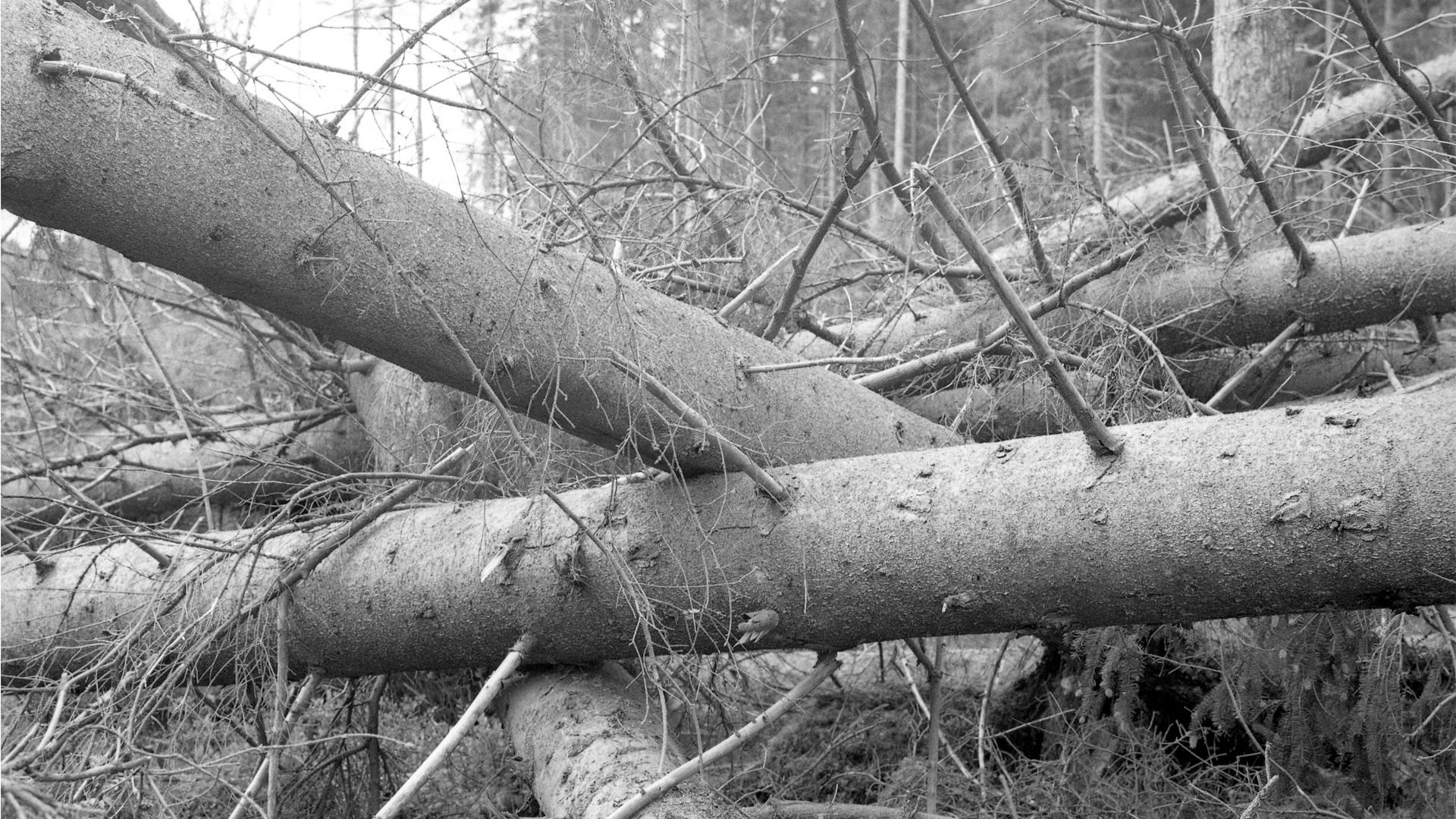 vindfälle efter stormen gudrun